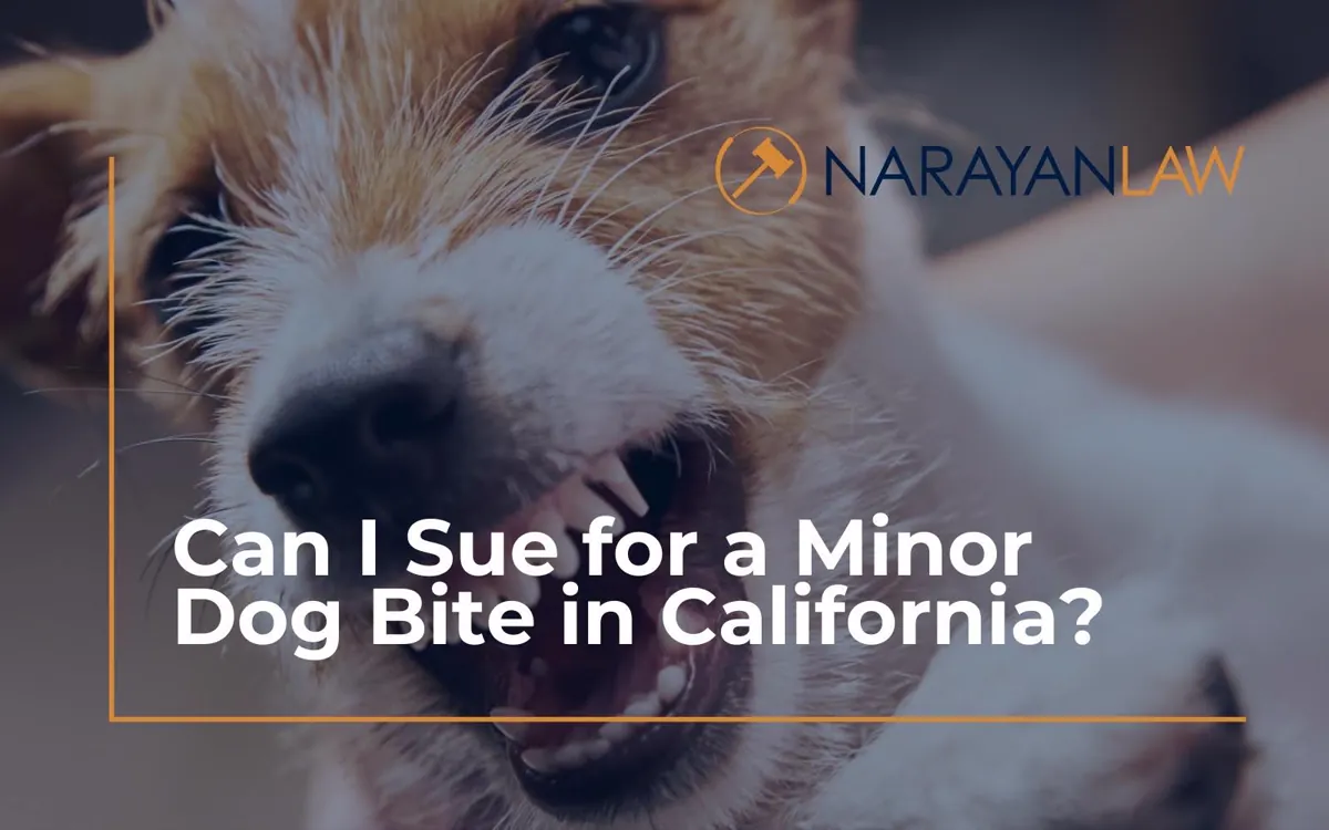 Close-up of a small dog baring its teeth