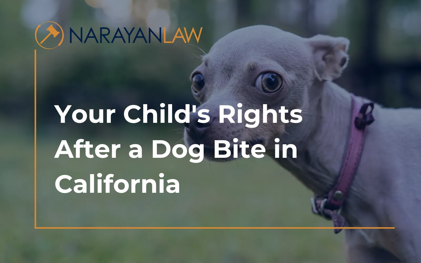 Parent learning about a child's rights after a dog bite in California