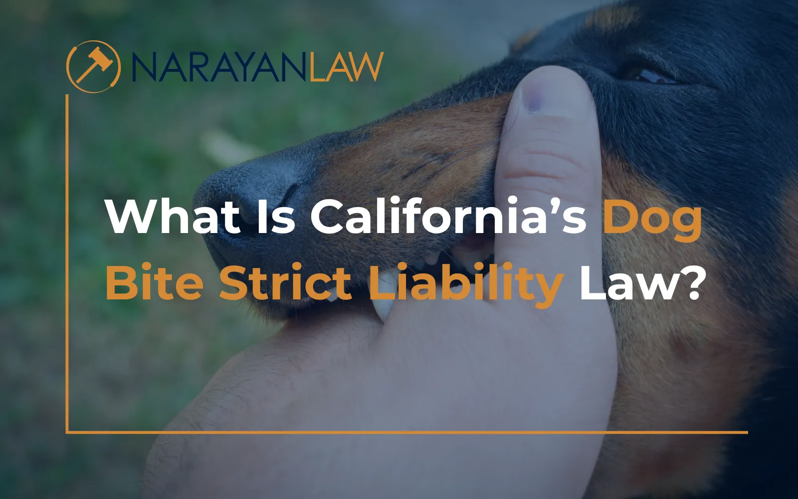 California dog bite strict liability law explained for injury victims