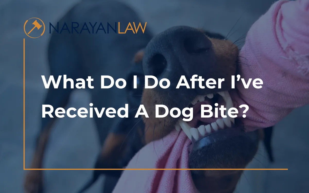 Step-by-step guide for what to do after a dog bite in California